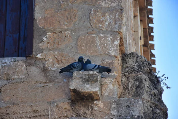 Dos Palomas Encaramadas Pared Una Antigua Casa Piedra Ciudad Del —  Fotos de Stock