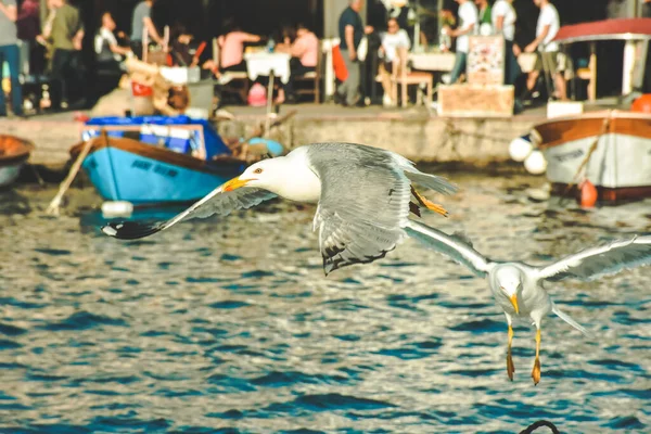 Flying on the boats Aegean Seagulls in Phokaia bay izmir turkey