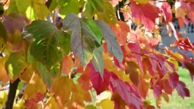 Güneşli bir sonbahar günü. Bir çalılığın renkli yaprakları ya da rüzgarda sallanan bir ağaç