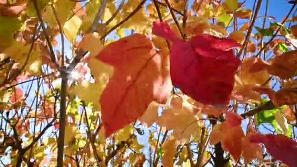 Sluneční Světlo Proniká Listím Teplý Slunečný Podzimní Den Barevné Listí — Stock video