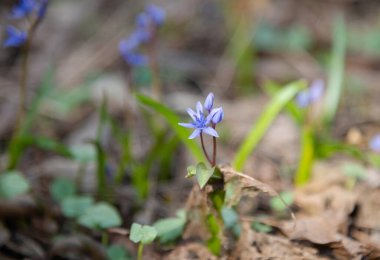 Harika bir bahar günü, ilk bahar çiçekleri mavi ya da mor ya da çok peri kardamlaları çimlerin üzerinde filizlenir..