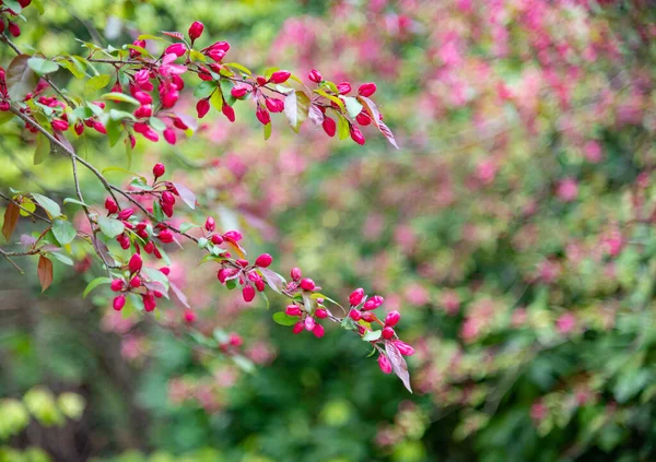 Dia Ensolarado Primavera Galho Flor Uma Cereja Outra Árvore Fruto — Fotografia de Stock