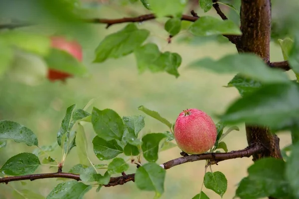 Ripe or unripe two apples covered with raindrops grow on a tree. Juicy fruits close-up. Harvesting. Fruits are red and yellow in color