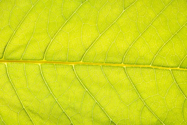 Background Image Large Green Tree Leaf — Stock Photo, Image