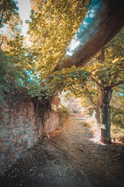 Devrilen bir ağaç bir tünel oluşturuyor..