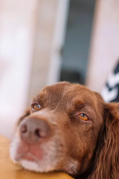 Close-up of a Munsterlander dog with a tired face.