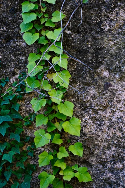 Steinhintergrund Mit Grünem Schlingpflanzenobjekt — Stockfoto