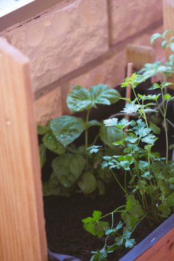 Evdeki şehir bahçesi. Evdeki bir şehir bahçesine ekilen bitkiler.