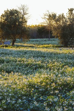 Etrafında beyaz çiçeklerle ağaçların arasında gün doğumu.