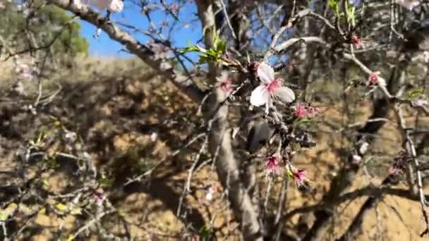 Video Cherry Blossom Branch Tree — Stock Video