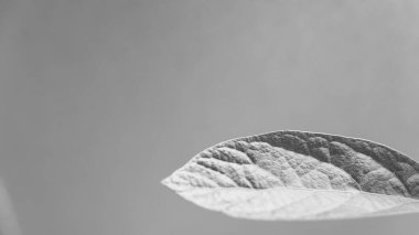 Köklerini su şişesinde gösteren bir avokado bitkisinin siyah beyaz görüntüsü..