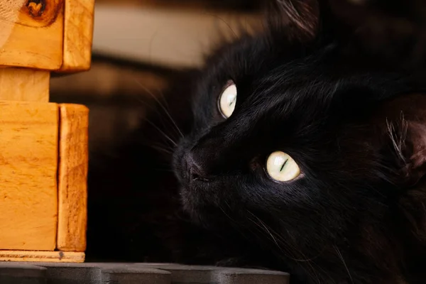 Schwarze Katze Versteckt Sich Neben Einer Holzkiste — Stockfoto