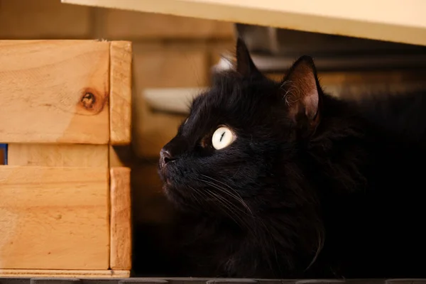 Zwarte Kat Verstopt Zich Naast Een Houten Doos — Stockfoto