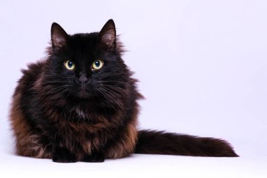 Beyaz arka planı olan siyah bir kedinin portresi.