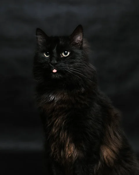 Portrait Black Cat Black Background — Stockfoto