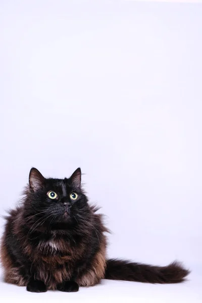 Retrato Gato Negro Con Fondo Blanco — Foto de Stock