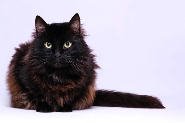 Retrato Gato Negro Con Fondo Blanco — Foto de Stock