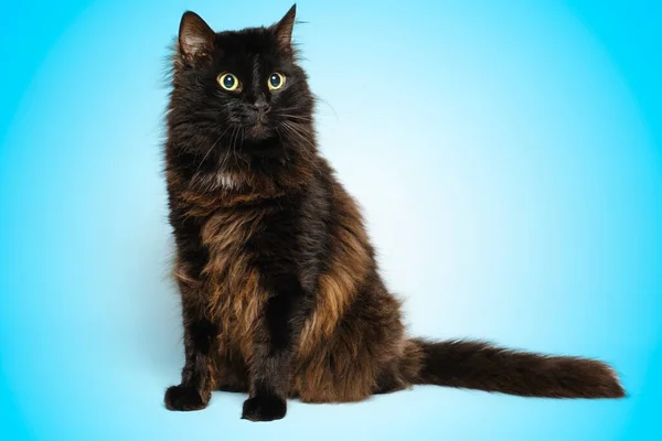 Πορτραίτο Μαύρης Γάτας Μπλε Φόντο — Φωτογραφία Αρχείου