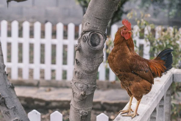 公鸡站在一根白色栏杆上 — 图库照片