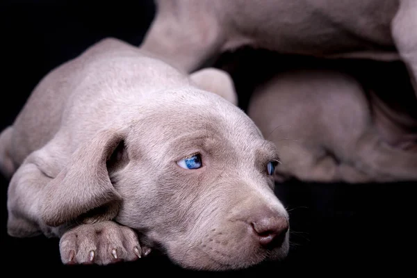 Närbild Weimaraner Valp Med Vidöppna Blå Ögon — Stockfoto