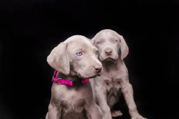 Weimaraner Puppies Pink Leash Black Background — kuvapankkivalokuva
