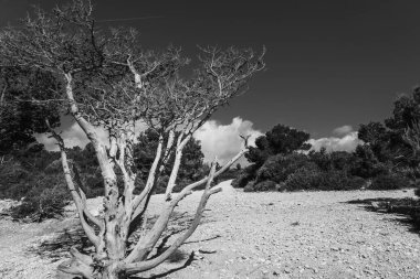 Plajdaki kuru bir ağacın siyah beyaz fotoğrafı.