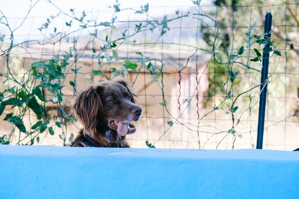 Munsterlander Dog Poking Its Head Fence — Zdjęcie stockowe