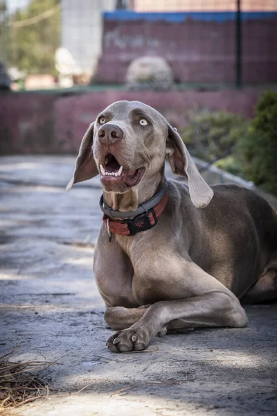 Közelkép Egy Weimaraner Fajta Kutya Feküdt Földön — Stock Fotó