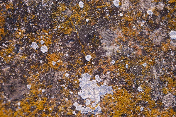 Yellow mold texture on top of a stone.