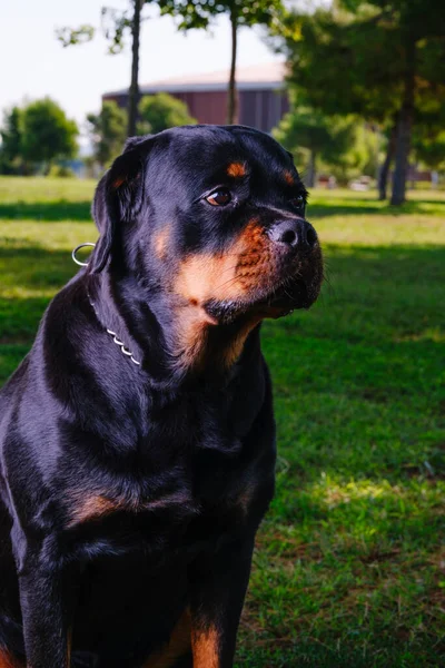 Close Rottweiler Breed Dog Looking Left — 스톡 사진