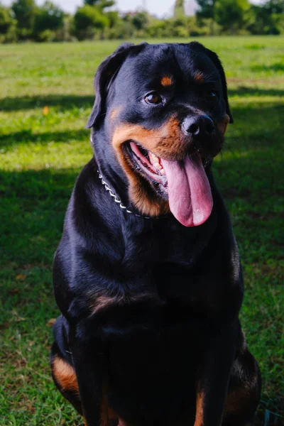 Close Rottweiler Breed Dog Looking Left — Foto Stock