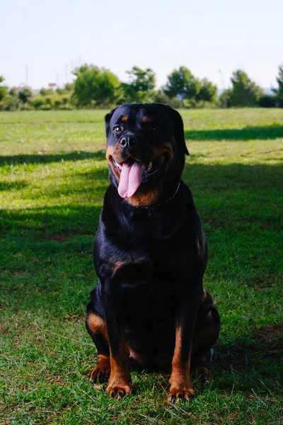 Close Rottweiler Breed Dog — Zdjęcie stockowe