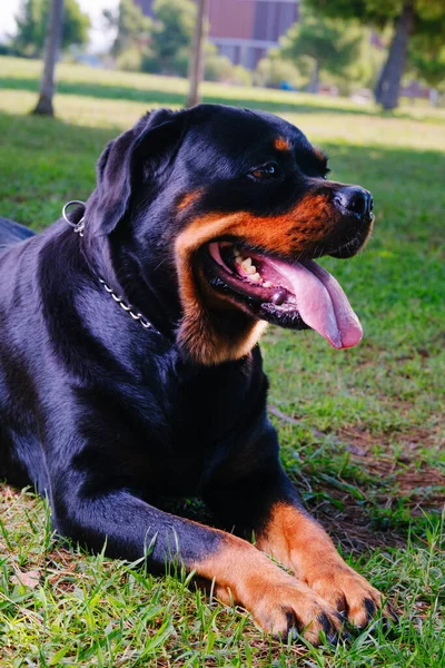 Close Rottweiler Breed Dog Looking Left — Zdjęcie stockowe