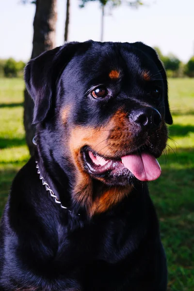 Rottweiler Sitting Grass His Tongue Out — ストック写真