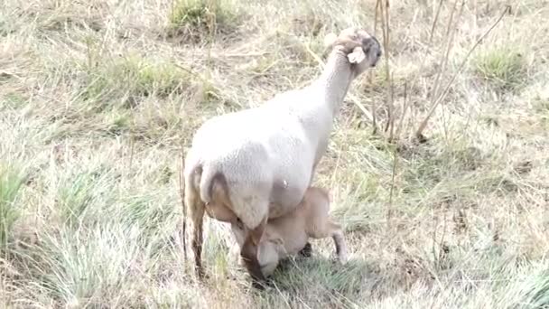 Lamb Suckling Its Mother Teat — 图库视频影像