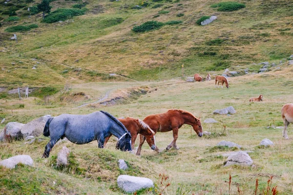 산에서 자유롭게 — 스톡 사진