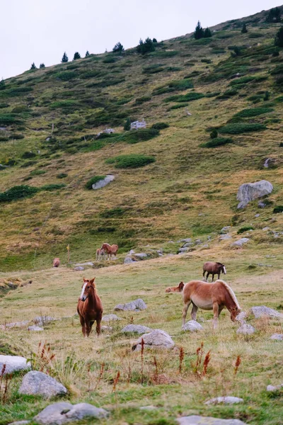 Cavalli Che Pascolano Liberamente Montagna — Foto Stock