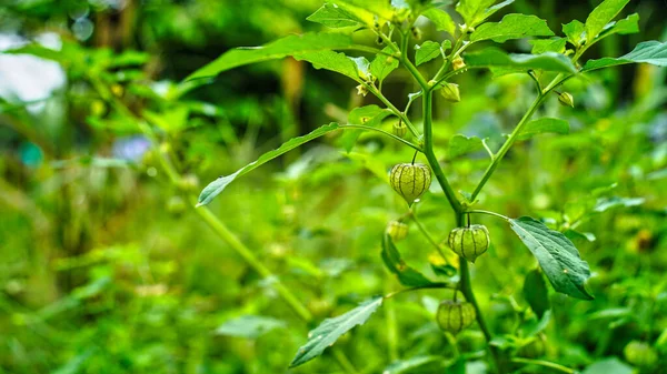 Mys Angrešt Nebo Zlaté Bobule Nebo Physalis Peruviana Nezralé Zelené — Stock fotografie