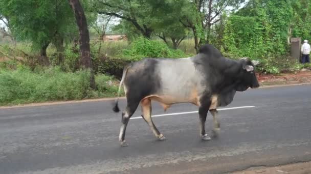 Indiase os of stier kruising weg. Een enkele Indiase stier zijaanzicht kudde steekt de weg over — Stockvideo