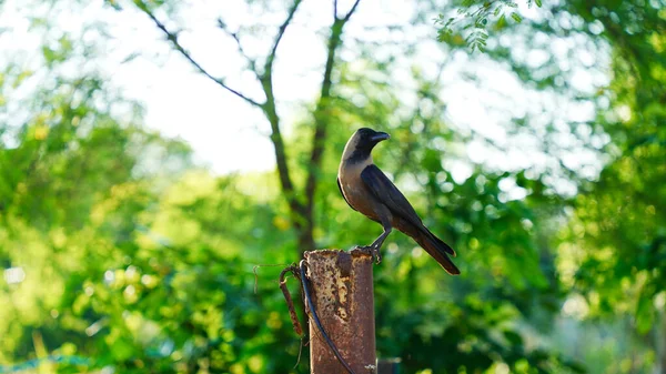 Corvo Numa Sondagem Corvo Pássaro Mais Inteligente Empoleirado Jardim — Fotografia de Stock