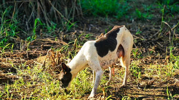 Homeless Dog Empty Field Dog Eats Hungry Dog Beautiful Animal — Stock Photo, Image