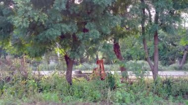 Merkez, işlek kırsal yolu olan yeşil arazinin görüntülerini aldı. Hindistan kırsalının yaz manzarası.