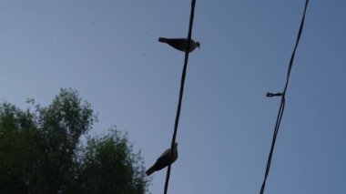4k görüntü, Asyalı yakalı bir güvercinin silueti ya da Streptopelia Roseogrisea yakınındaki bir direğe tünemiş ve arka planda mavi gökyüzü olan bir elektrik teli.