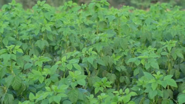Cluster de feijão ou gawar phali (guar) planta em campo, cyamopsis tetragonoloba, é uma leguminosa anual e a fonte de goma de guar. — Vídeo de Stock