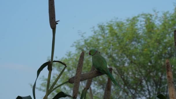 Riven Bajara eller hirs gröda fält. 4k-bilder av en papegoja på hirsplantan. — Stockvideo