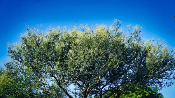 Zelený Strom Jasná Modrá Obloha Žluté Květy Vrcholku Velkého Stromu — Stock fotografie