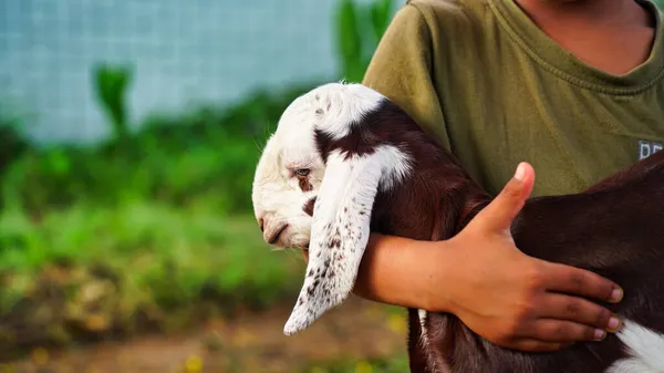 Lindo Niño Indio Sosteniendo Una Pequeña Cabra Lings Mascotas Concepto — Foto de Stock