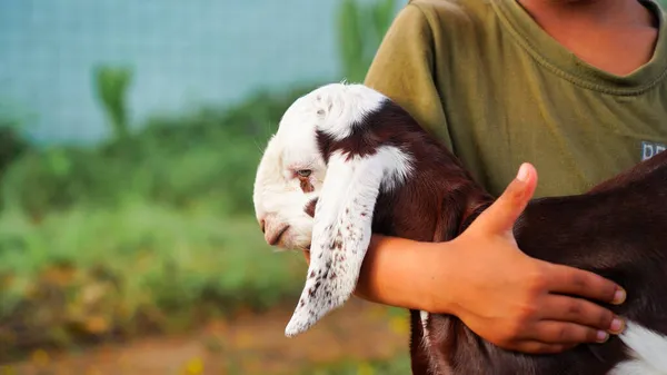 Lindo Niño Indio Sosteniendo Una Pequeña Cabra Lings Mascotas Concepto — Foto de Stock