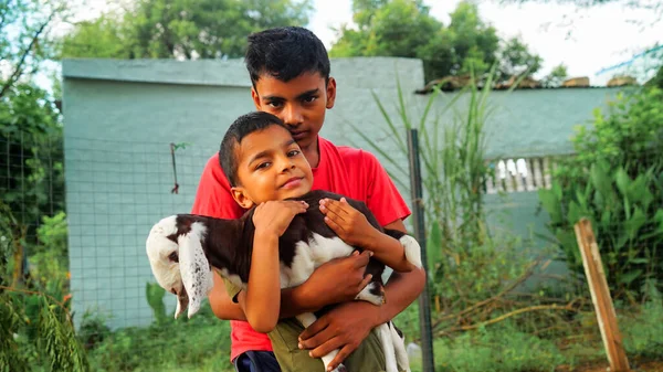 Dos Chicos Divertidos Indios Con Una Cabra Niños Pequeños Cuidando —  Fotos de Stock