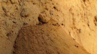 Sabah vakti, küçük siyah ve kırmızı karıncalar yeni bir yeraltı yuvası kazıyor ve inşa ediyorlar..